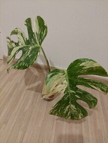 Monstera albo variegata - 1