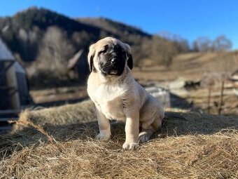 Steniatka obrieho plemena Malakli na predaj