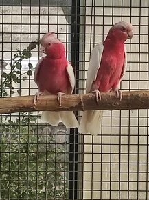 Kakadu růžový