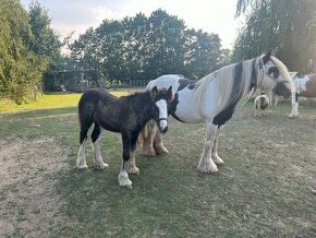 Irský cob / Irish cob hříbata