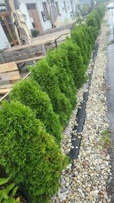 Prodám-Thuja occidentalis Smaragd 100cm - 1