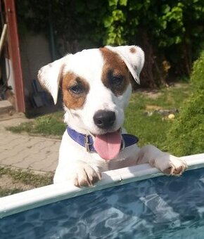 Jack Russell Terrier -  krytí