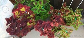 Okrasné kopřivy - coleus - 1