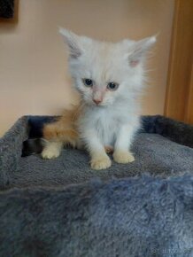 Mainská Mývalí, Maine Coon, Mainska Myvalia