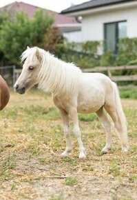 Minihorse na predaj - Showmer William