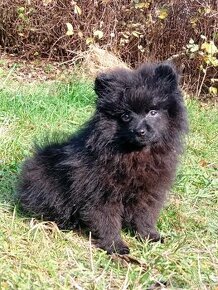 Pomeranian Černá Fenečka... - 1