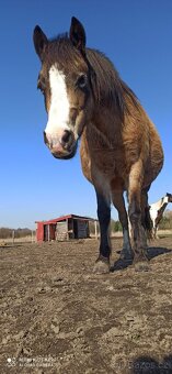 Welsh Moutain Pony kobylka s atraktivním zbarvením