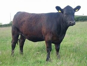 Aberdeen angus