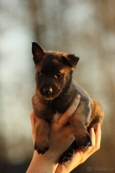 Belgický ovčák malinois/tervueren- štěňata