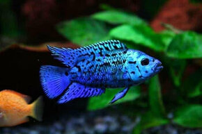 Rocio octofasciata Jack Dempsey Blue Electric