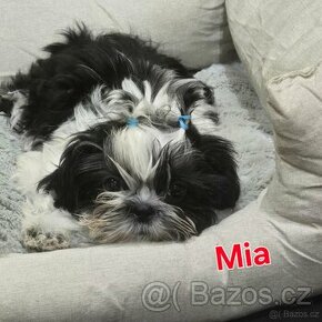 Shih tzu s PP. Shi tzu Shih-tzu shi-tzu si cu