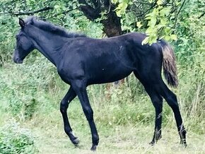 Kentucky Mountain Saddle Horse - 1