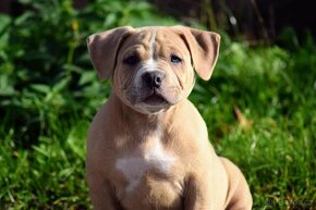 American bully