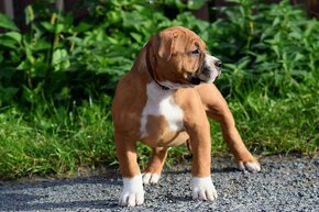 American bully