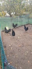 Ayam cemani