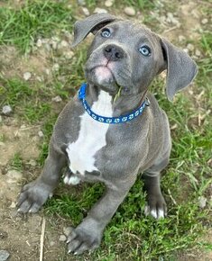 American Bully XL/XXl s PP