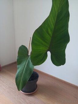 Philodendron Red - 1