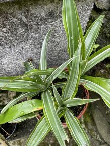 Dracena compacta