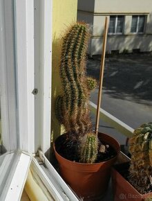 kaktus - Cleistocactus