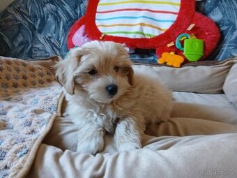 Maltipoo