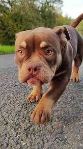 American Bully