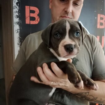 American Bully XL TOP krevní linie ABKC registrace