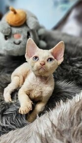 Devon rex kocourek s průkazem původu - 1