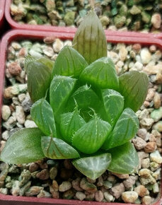 Haworthia Specksii ( sukulent )