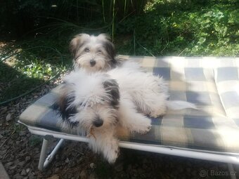 Coton de tulear