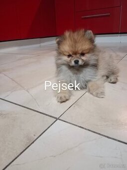 Pomeranian/ Pomerian - Špic malý