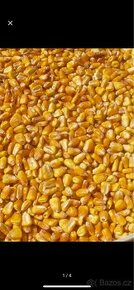 Kukuřice  krmná zrno
