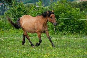 Klisna pony bez PP 2007