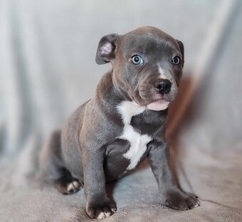 American bully pocket fenka -odběr možny ihned :)