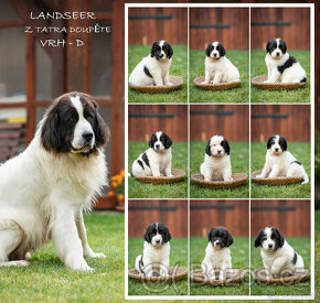 Landseer