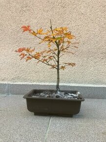 Bonsai, Bonsaj, japonský javor, skalky - 1