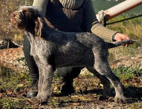 Italský spinone