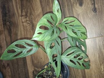 Monstera adansonii mint