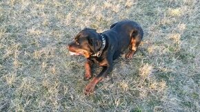 Rotvajler,RTW,Rottweiler,Rotwailer - 1