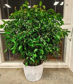 Fíkovník drobnolistý, Ficus benjamini.