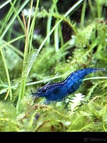 Modré krevetky Neocaridina davidi blue dream - 1