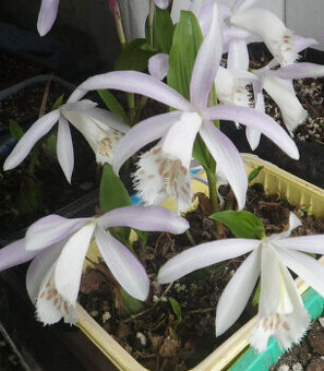 Venkovní orchidej Pleione grandiflora - 1