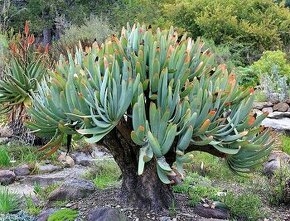 sazenice Aloe plicatilis
