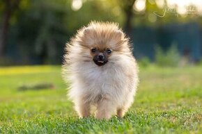 POMERANIAN s Průkazem Původu - ORANŽOVÝ PEJSEK - 1