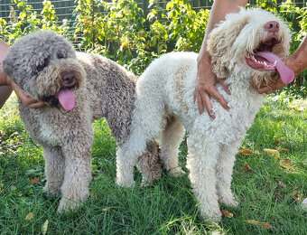 LAGOTTO ROMAGNOLO STENIATKO s PP - 1