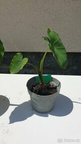 Colocasia esculenta