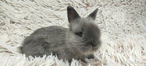 Zakrslý králík, králíček -(TEDDY)-CECILIE
