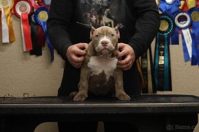 American Bully - 1