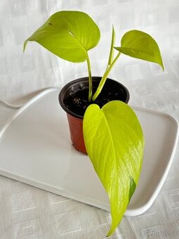 Epipremnum aureum Neon  - 1