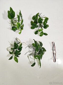 Anubias Nana - 4x větší trs