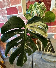 Celá rostlina - Monstera Albo variegata